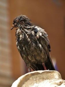 Rome pigeon