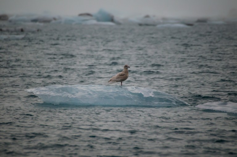 Jokulsarlon lagoon