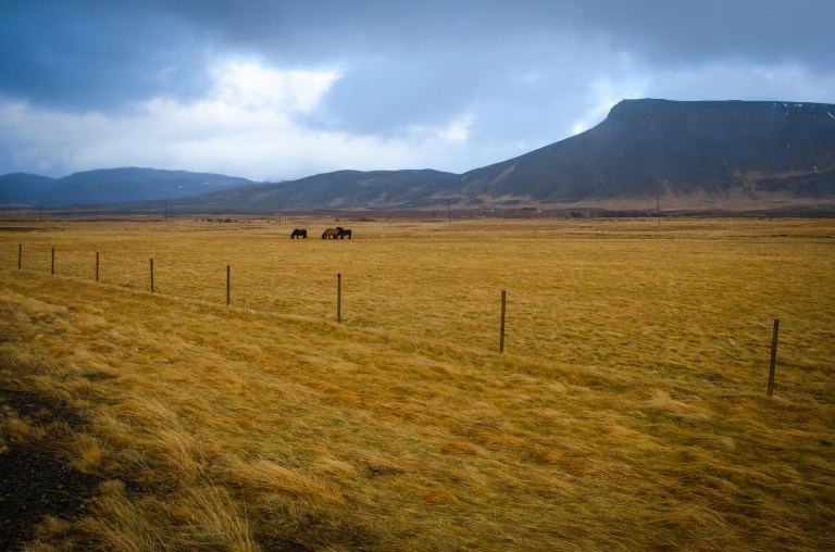 Iceland horses