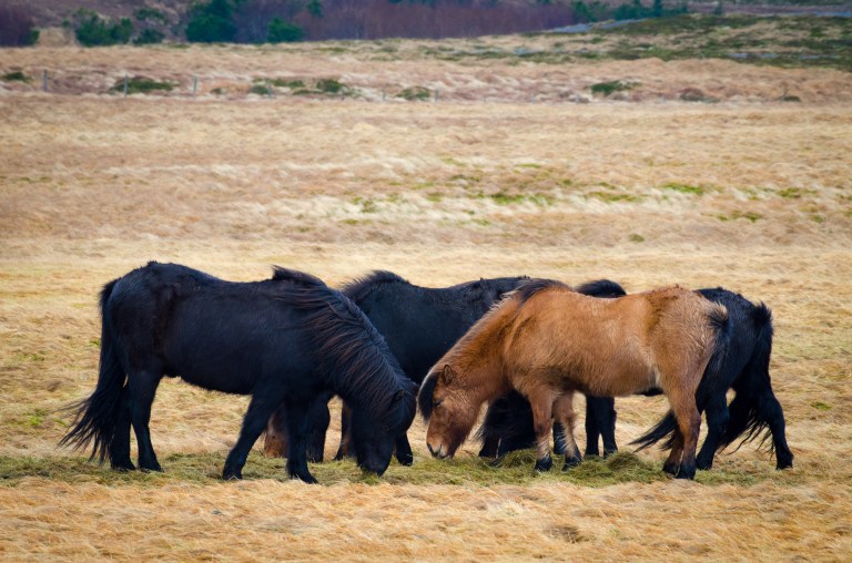 Iceland horses