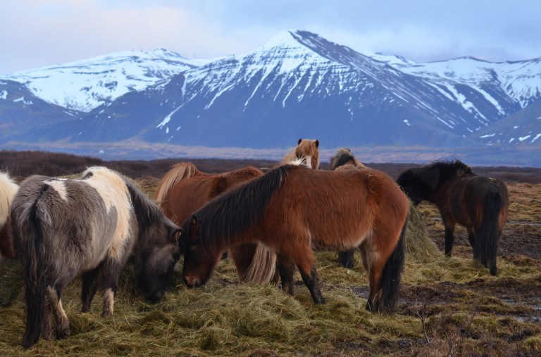 Iceland horses