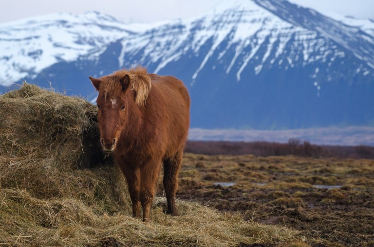 Iceland horses