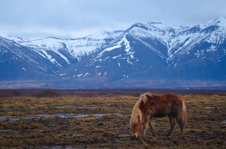 Iceland horses