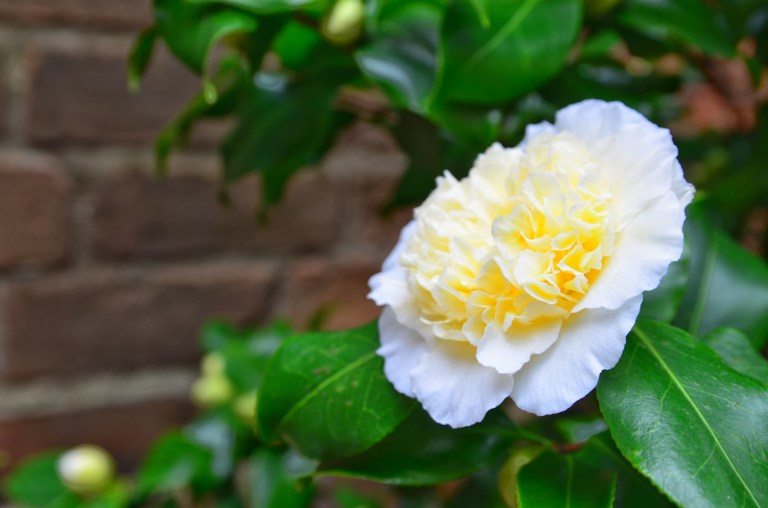Bromley House Library