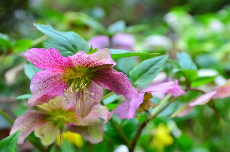 Bromley House Library