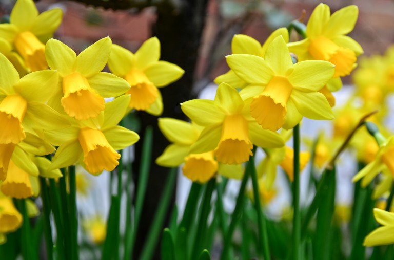 Bromley House Library