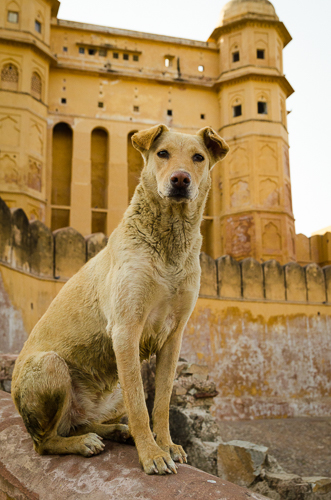 Amber Fort